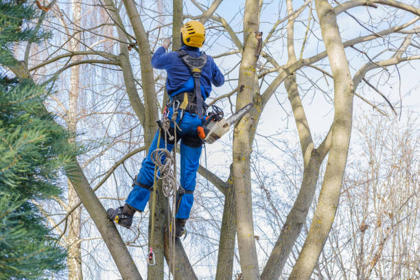 How Our Tree Care Process Works  in  Breese, IL
