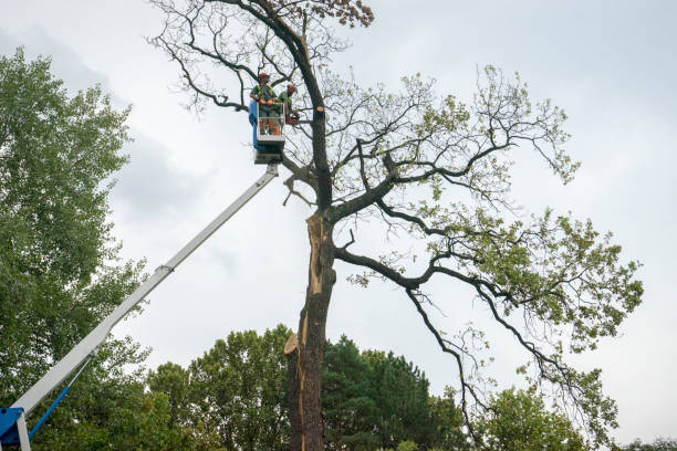 Best Aeration Services  in Breese, IL