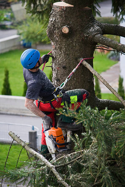 Best Leaf Removal  in Breese, IL