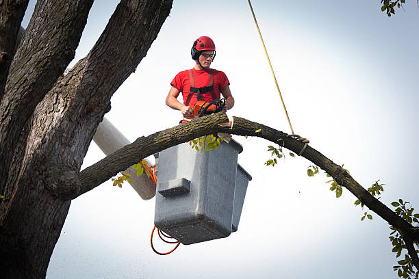 Best Tree and Shrub Care  in Breese, IL