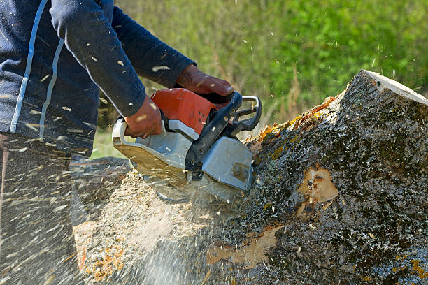 Best Lot and Land Clearing  in Breese, IL